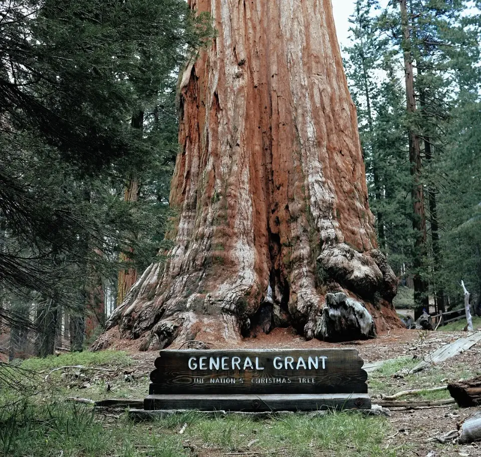 General Grant Tree im Kings Canyon National Park – Archivaufnahme.