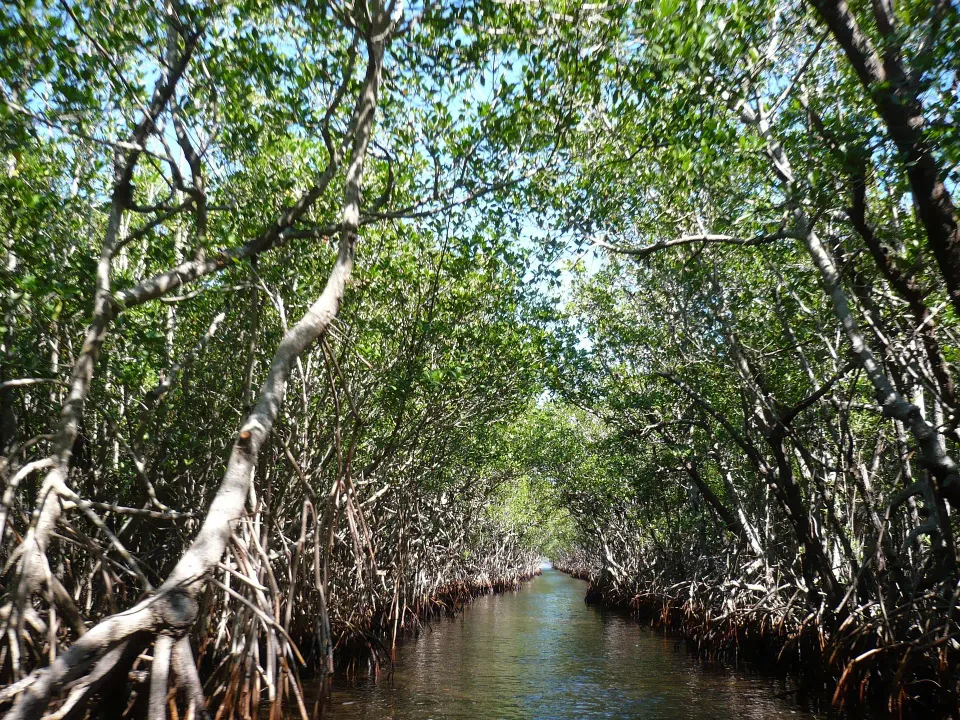 Mangrovenkanal im Everglades National Park im Everglades Nationalpark