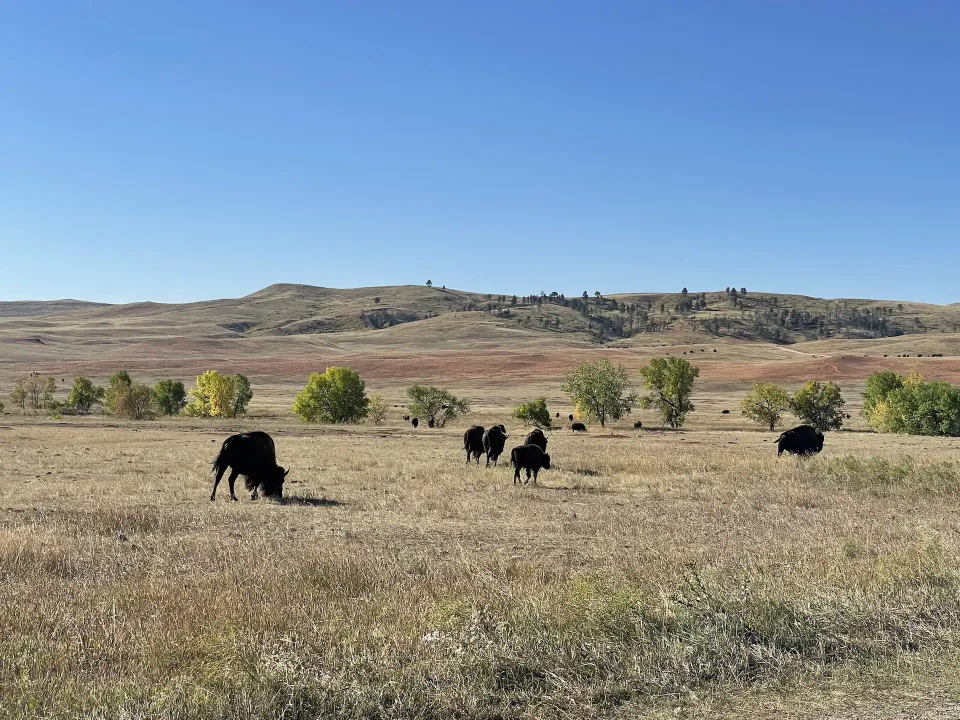 Bisons in der offenen Landschaft des Custer State Parks