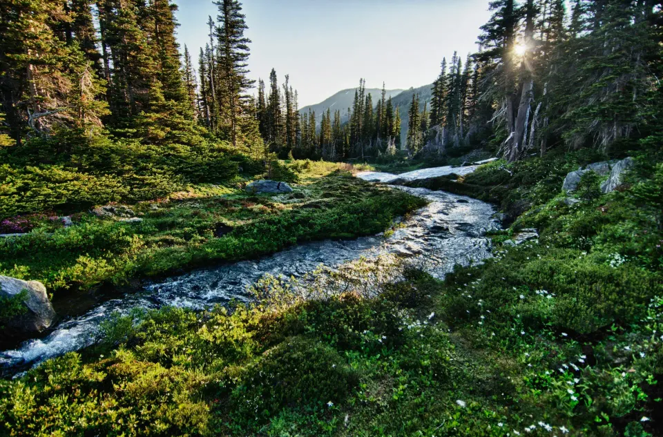 Olympic National Park mit Bergen und Wald