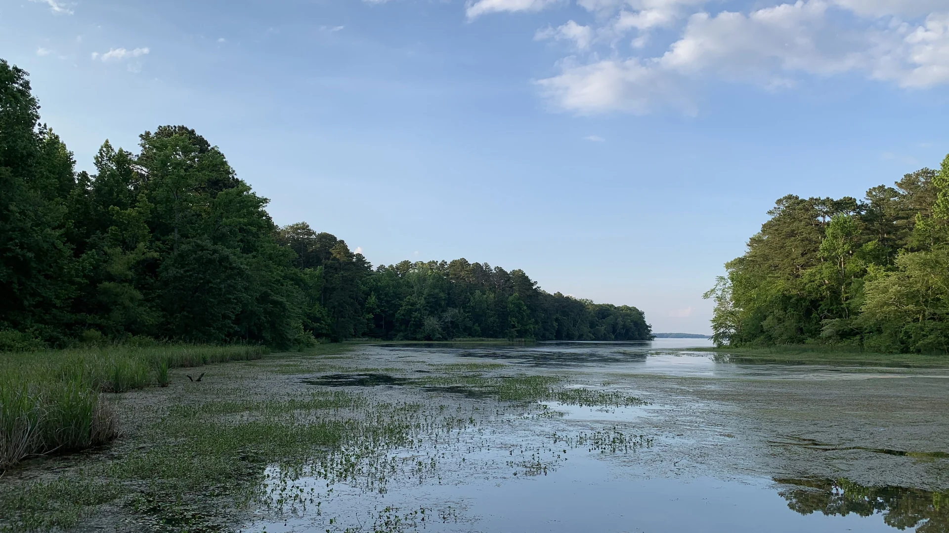 Breite Wasserfläche zwischen grünen Ufern im Lake Guntersville State Park