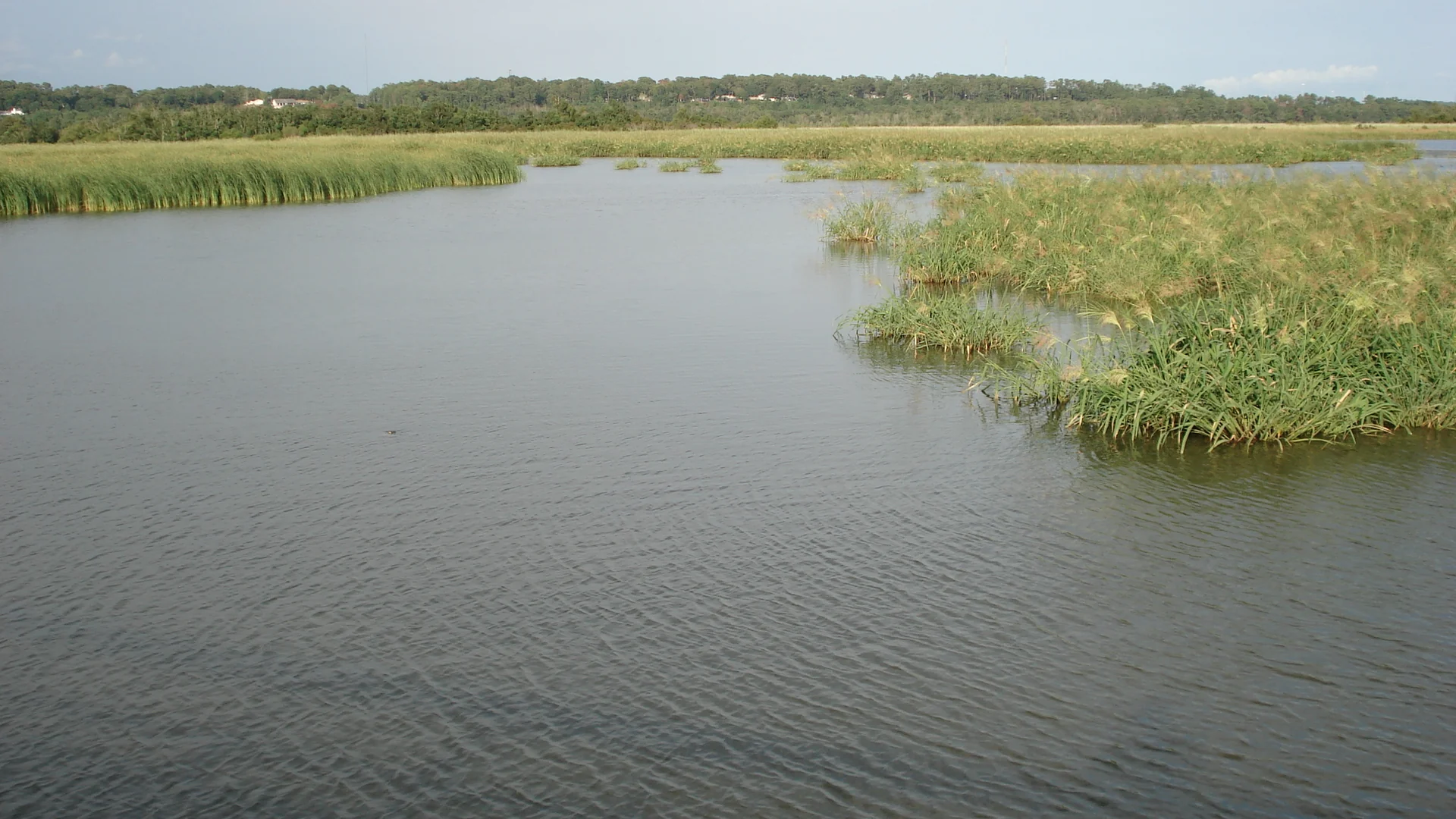 Flache Wasserarme und Schilfinseln im Meaher State Park am Mobile-Tensaw-Delta