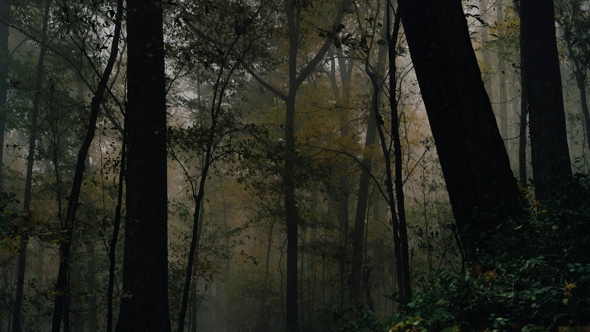 Dichter Laubwald mit Nebel und Herbstlaub im Monte Sano State Park bei Huntsville