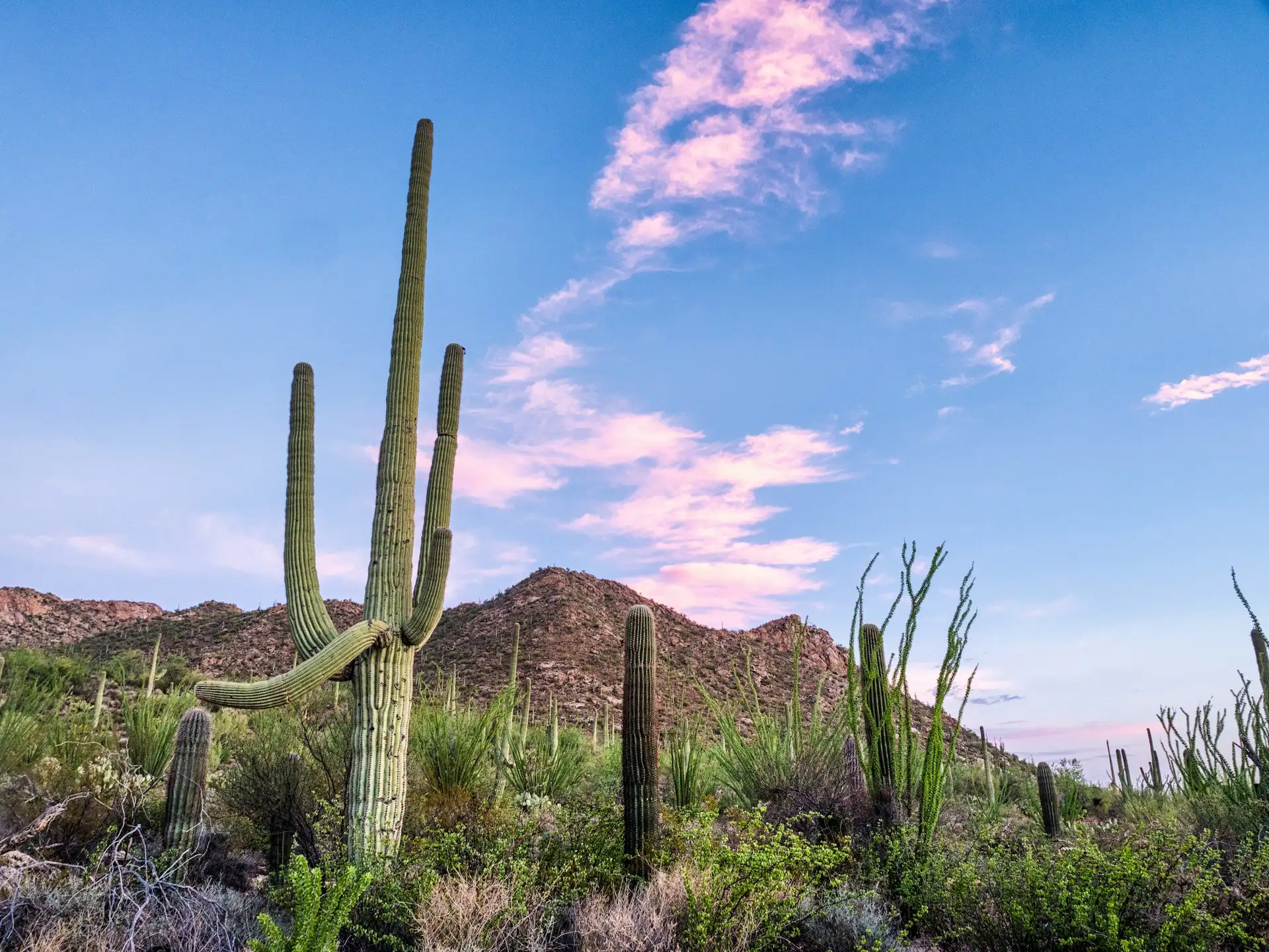 Saguaro-Kakteen im Saguaro National Park in Arizona