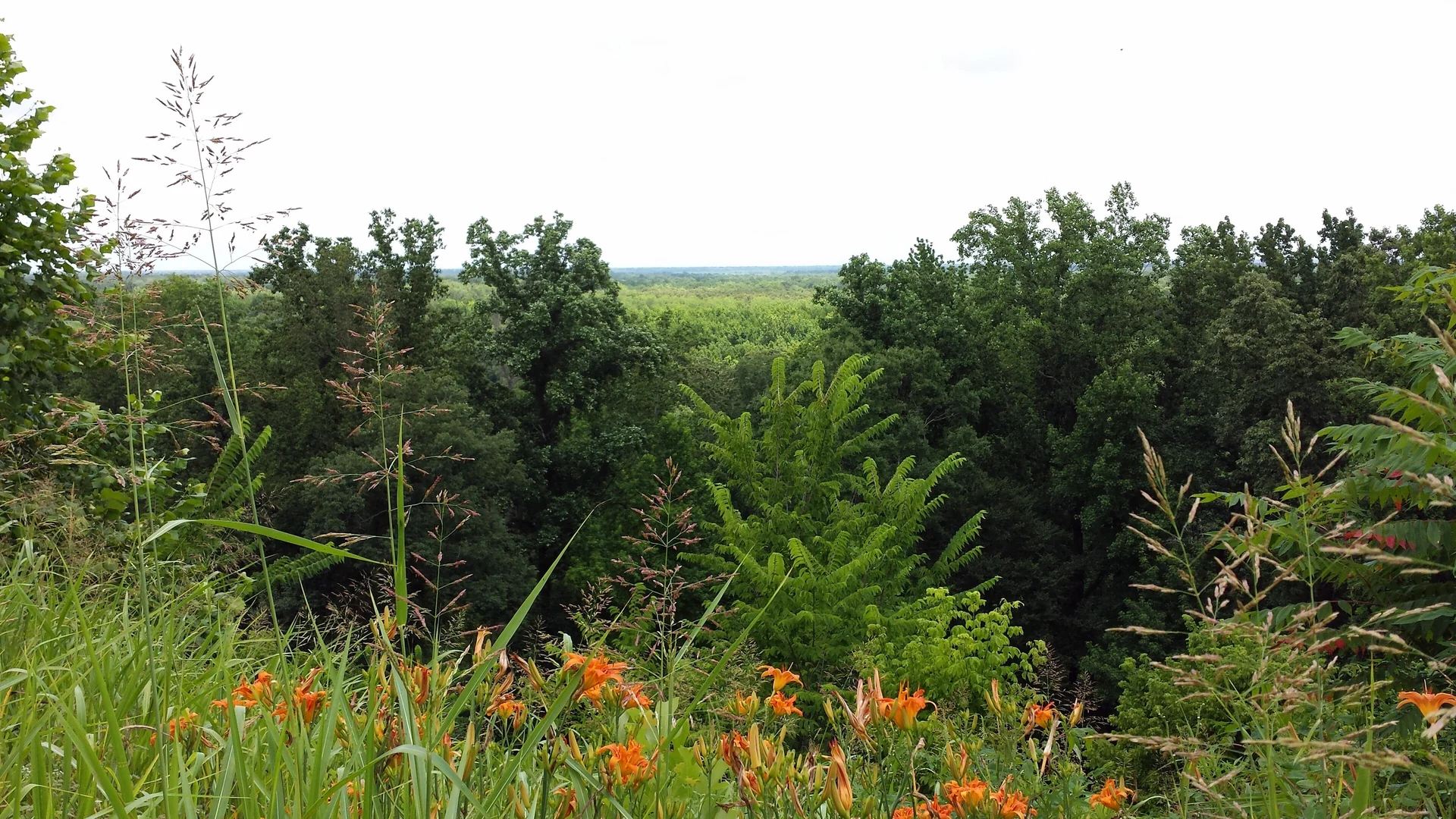 Blumen und Wald am Aussichtspunkt der Crowley’s Ridge Parkway im Mississippi River State Park