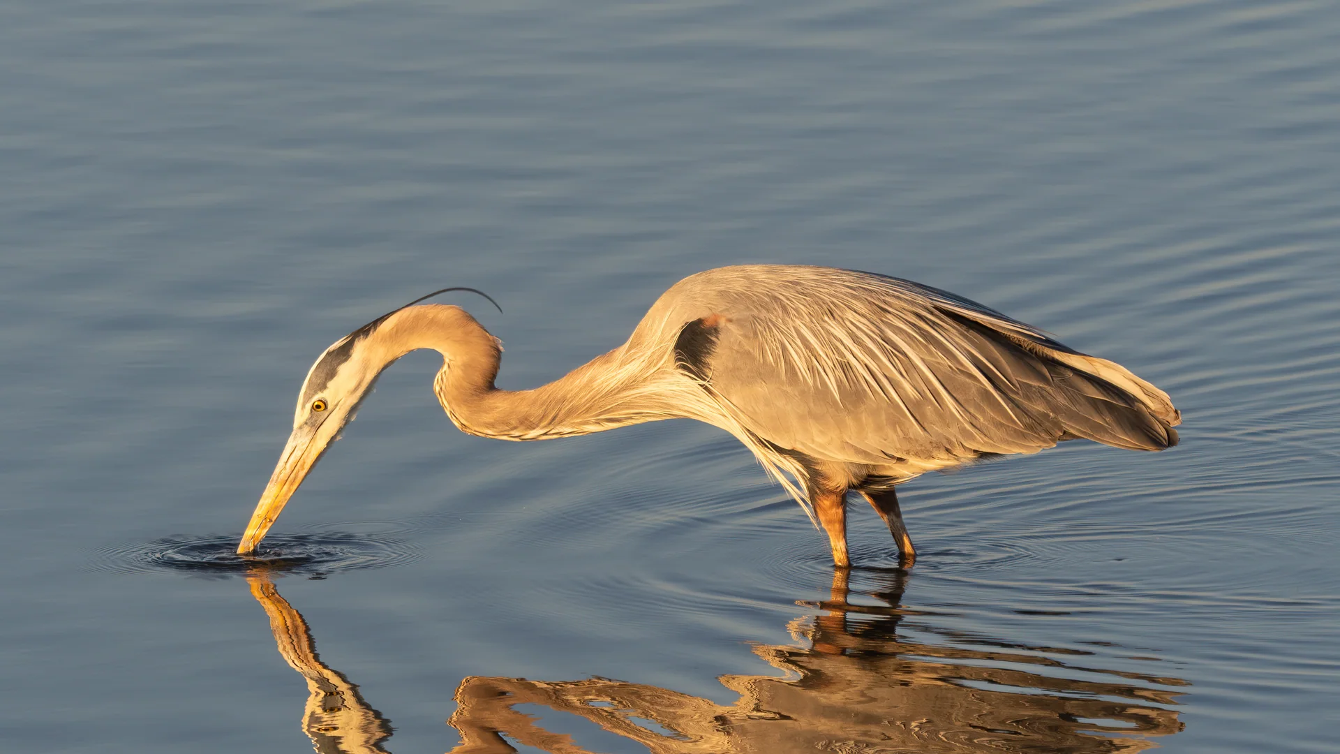 Graureiher spiegelt sich im warmen Abendlicht im Bombay Hook National Wildlife Refuge