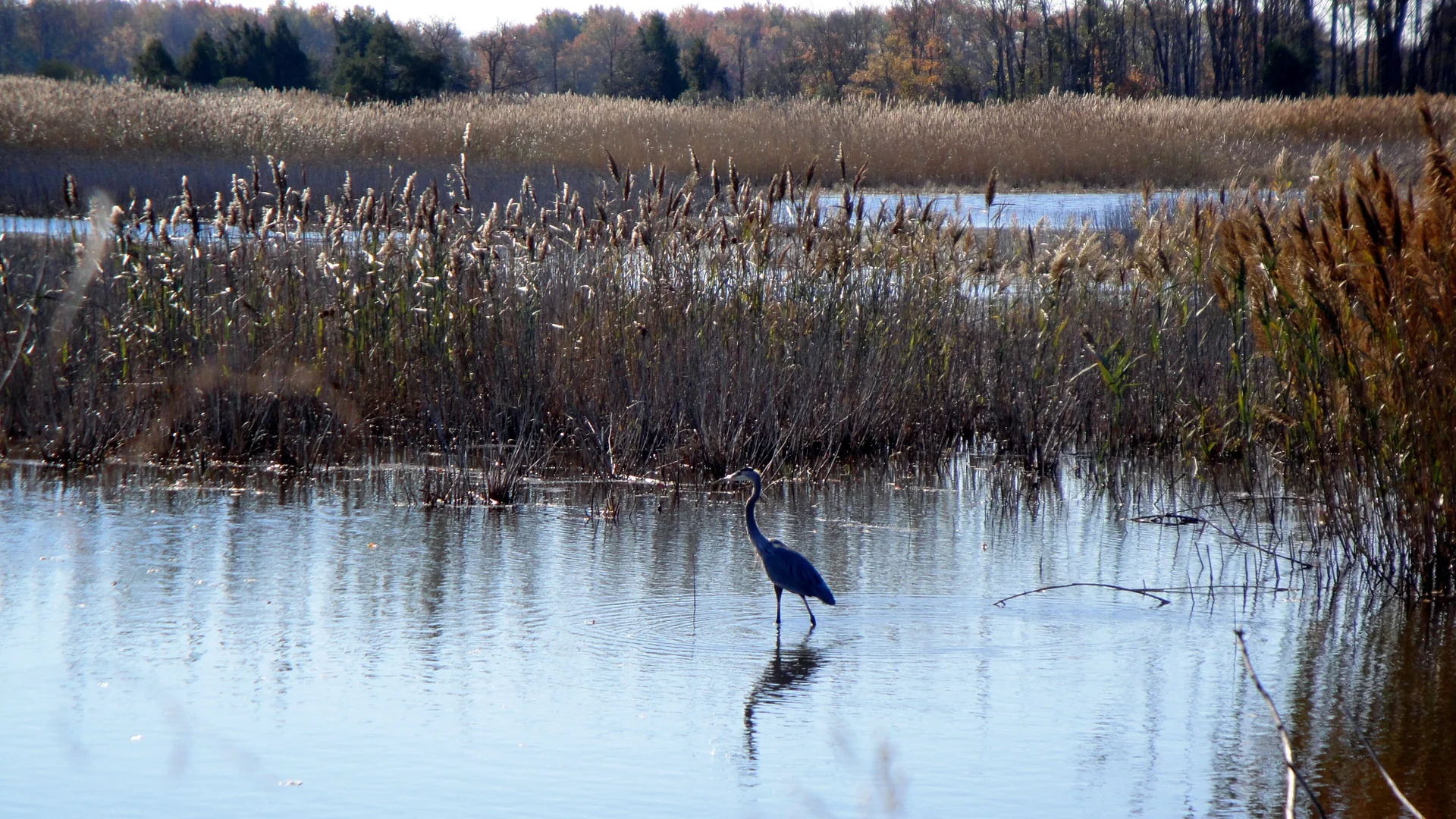 Graureiher steht zwischen Röhricht und offenen Wasserflächen im Prime Hook National Wildlife Refuge