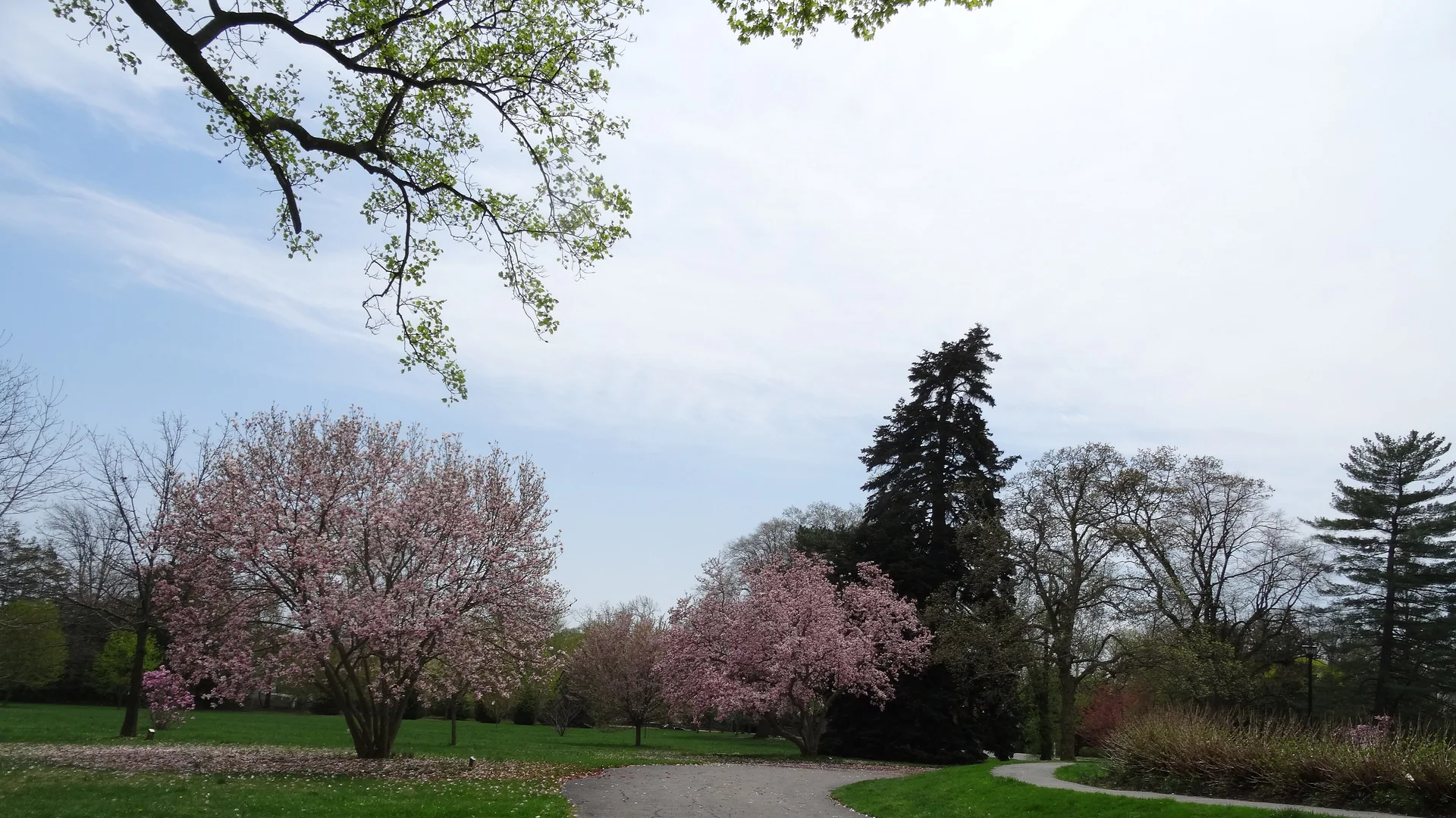 Geschwungener Parkweg zwischen blühenden Bäumen im Bellevue State Park