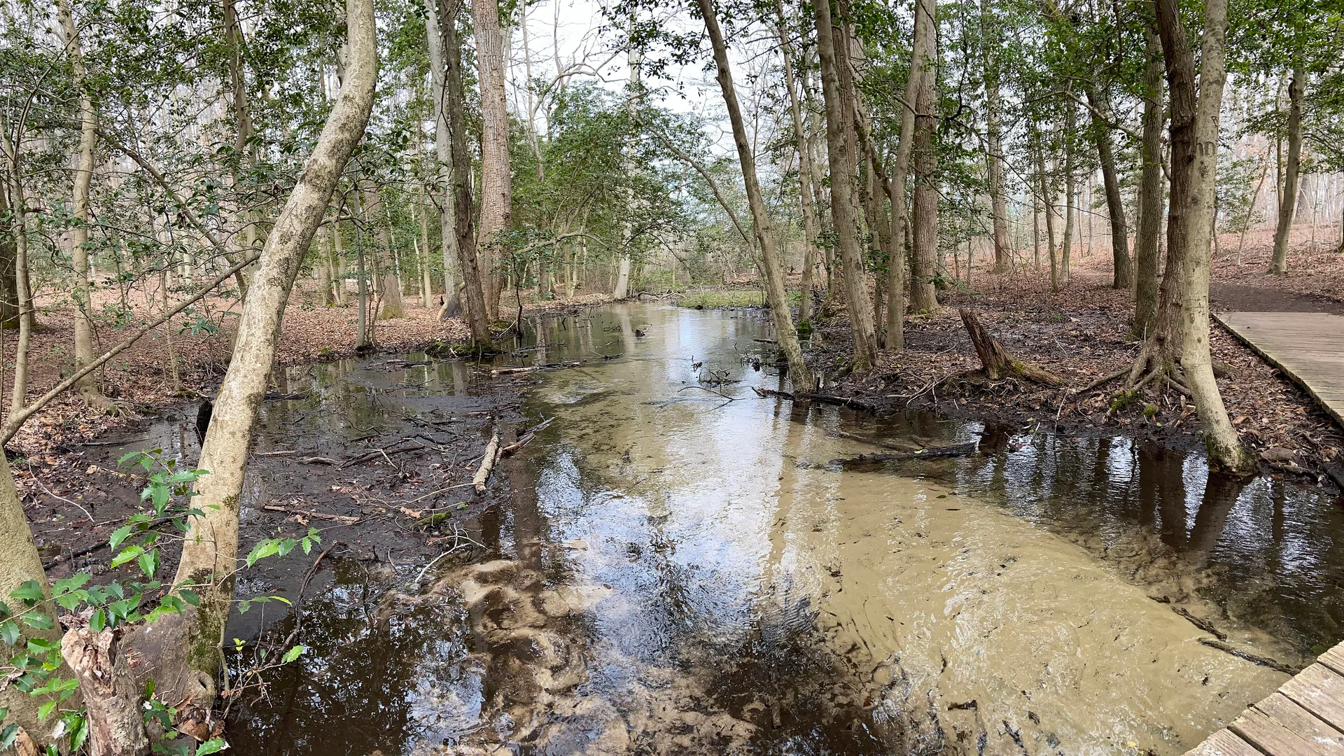 Flacher Bachlauf und bewaldetes Ufer im Killens Pond State Park