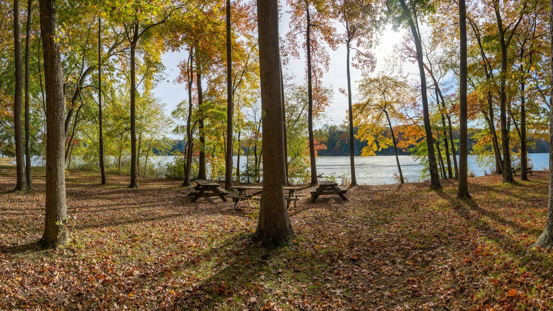 Herbstlicher Wald öffnet sich zum ruhigen Wasser des Lums Pond State Park