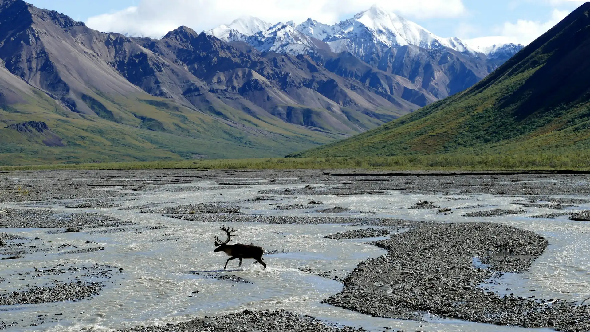 Ein Karibu durchquert ein Flussbett im Denali National Park. Archivaufnahme.