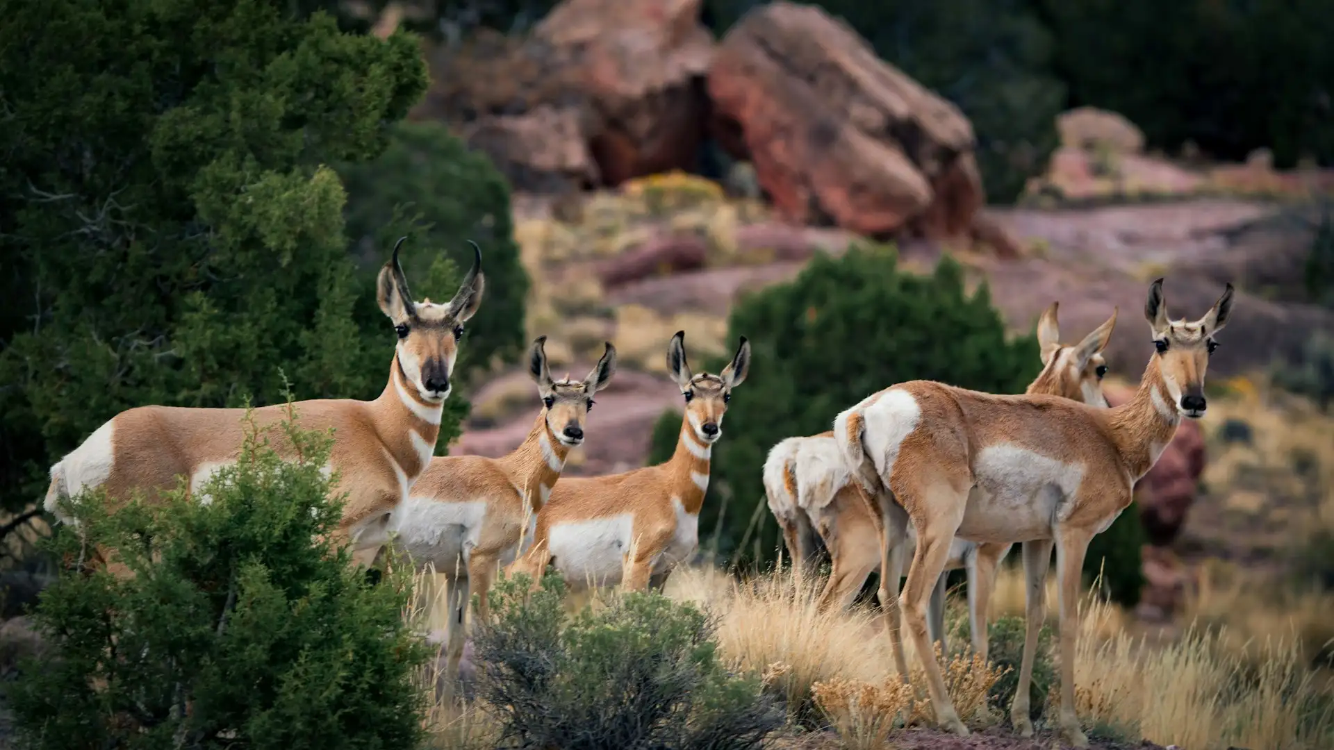 Wildlife in Arizona