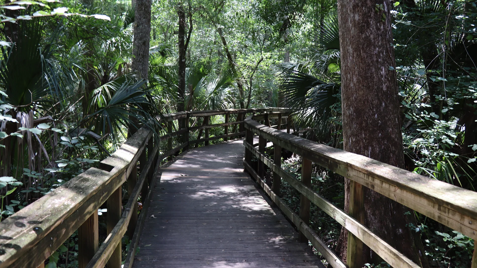 Hölzerner Boardwalk führt durch den dichten Hammock-Wald im Highlands Hammock State Park