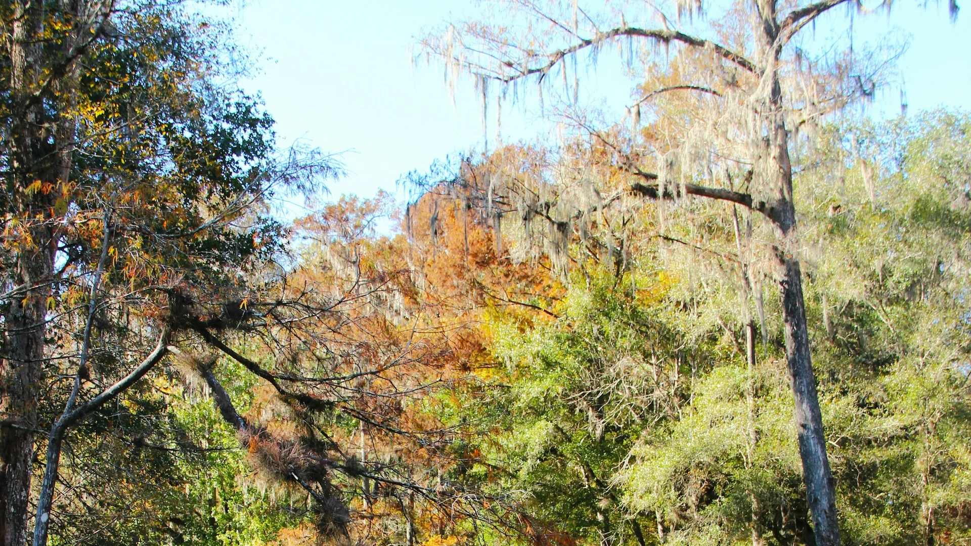 Klares Quellwasser zwischen Zypressen und herbstlichem Wald im Ichetucknee Springs State Park