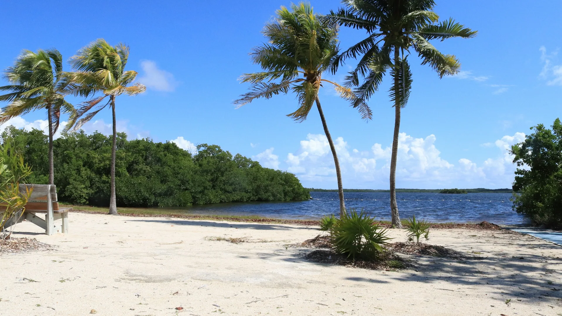 Heller Sandstrand mit Palmen und ruhigem Wasser im John Pennekamp Coral Reef State Park