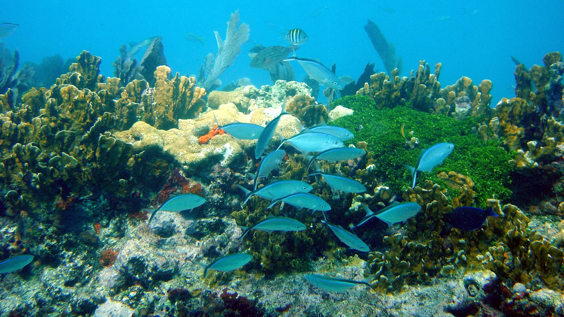 Bunte Rifffische schwimmen über Korallen im John Pennekamp Coral Reef State Park