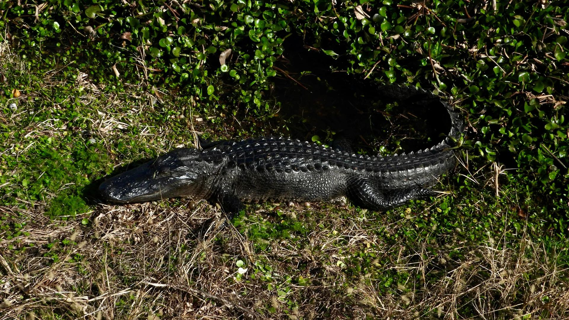 Amerikanischer Alligator liegt am Rand der Prärievegetation im Paynes Prairie Preserve State Park