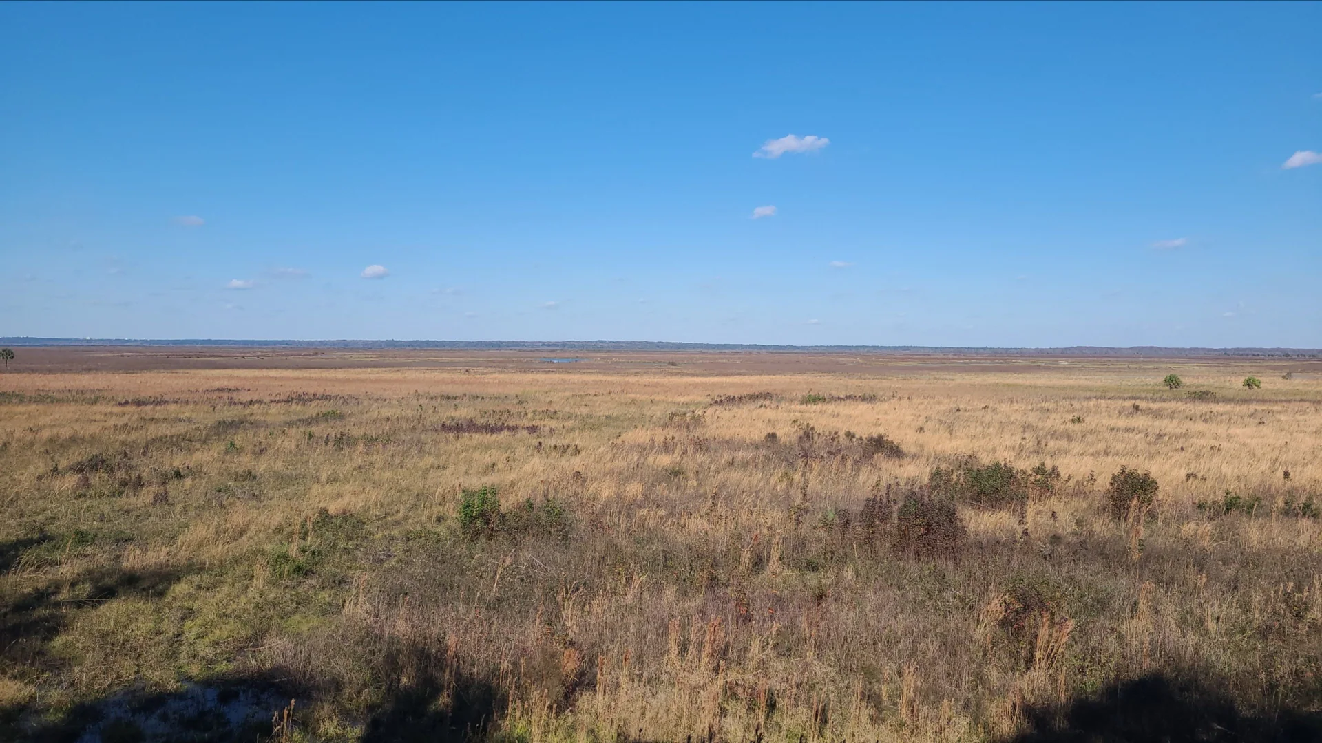 Weite trockene Prärie unter blauem Himmel im Paynes Prairie Preserve State Park