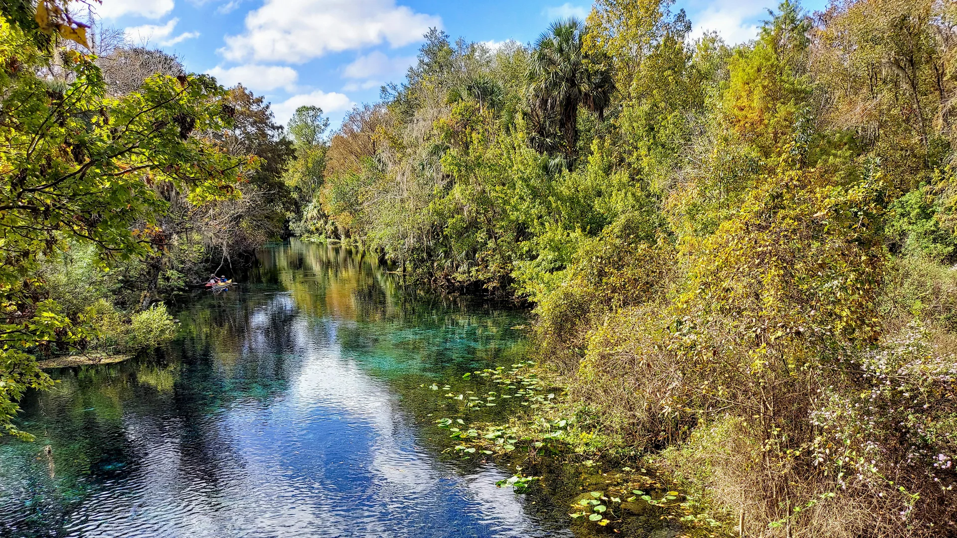 Klares dunkles Wasser des Silver River zwischen dicht bewaldeten Ufern im Silver Springs State Park