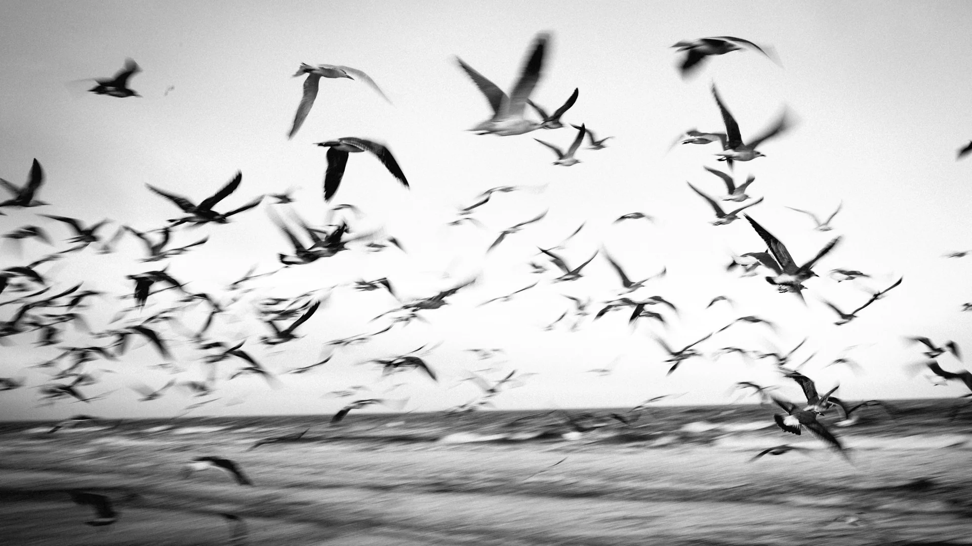 Vögel fliegen über den naturbelassenen Strand von Cumberland Island