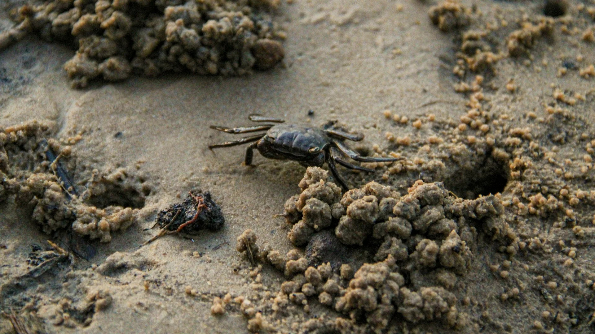 Kleiner Krebs im Gezeitenboden des Skidaway Island State Park