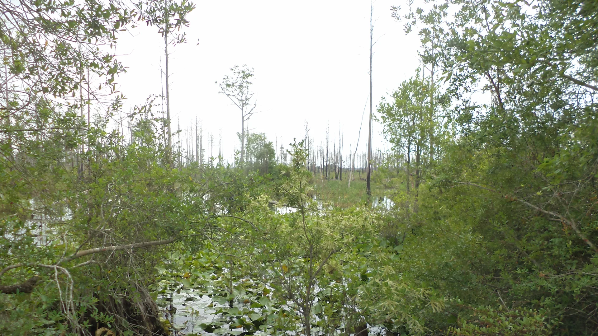 Feuchtwald und Sumpfpflanzen am Trembling Earth Nature Trail im Stephen C. Foster State Park