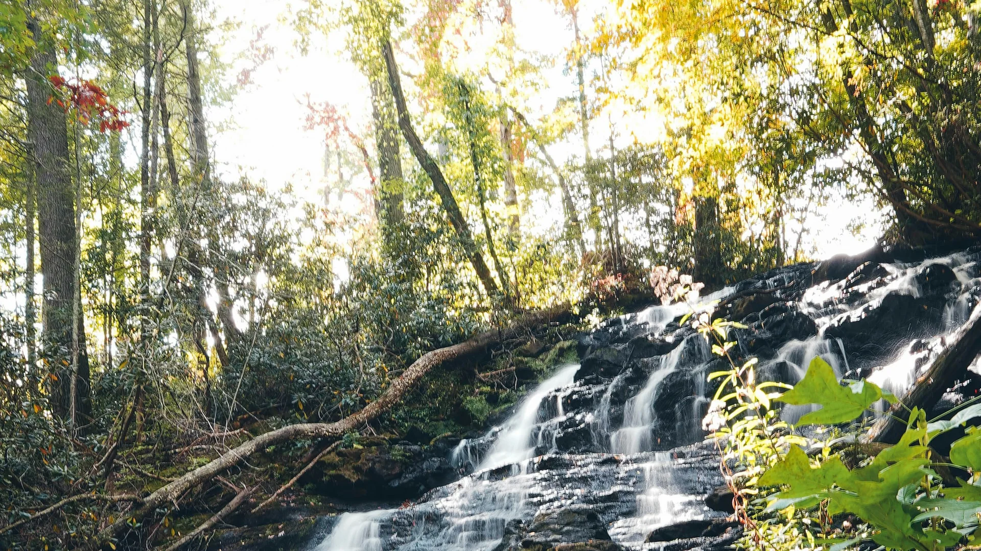 Trahlyta Falls fließt über bewaldete Felsstufen im Vogel State Park