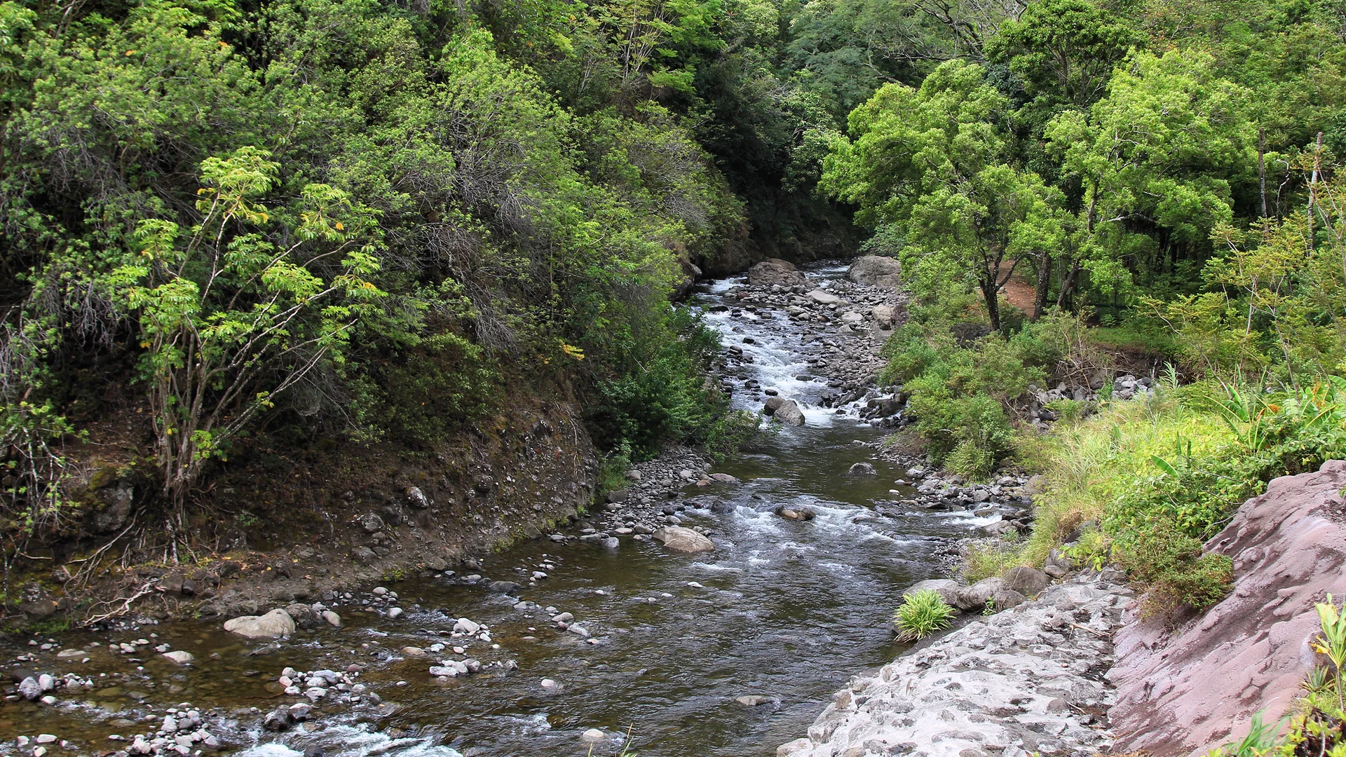 Der ʻĪao Stream fließt zwischen dicht bewachsenen Ufern durch das ʻĪao Valley