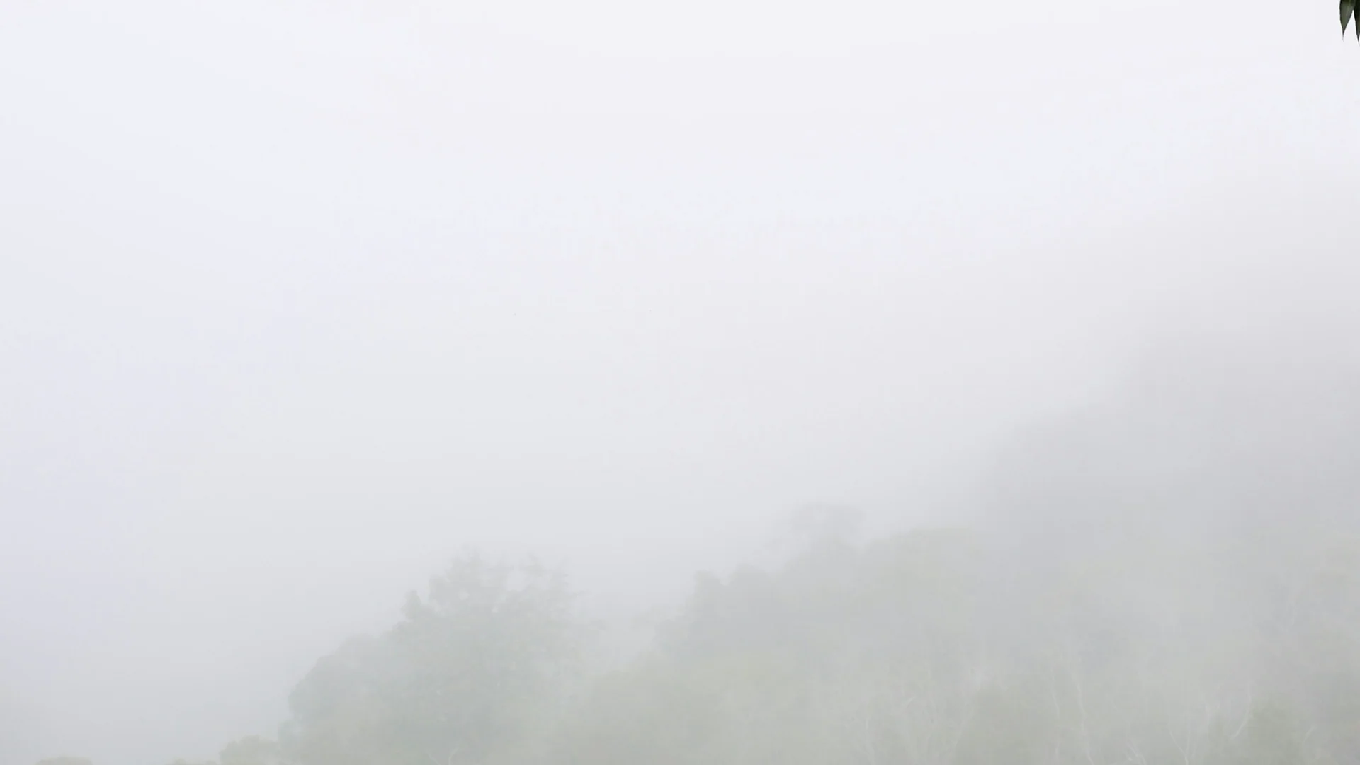 Nebel zieht durch den üppigen Hochlandwald am Waimea Canyon Trail an der Kōkeʻe Road