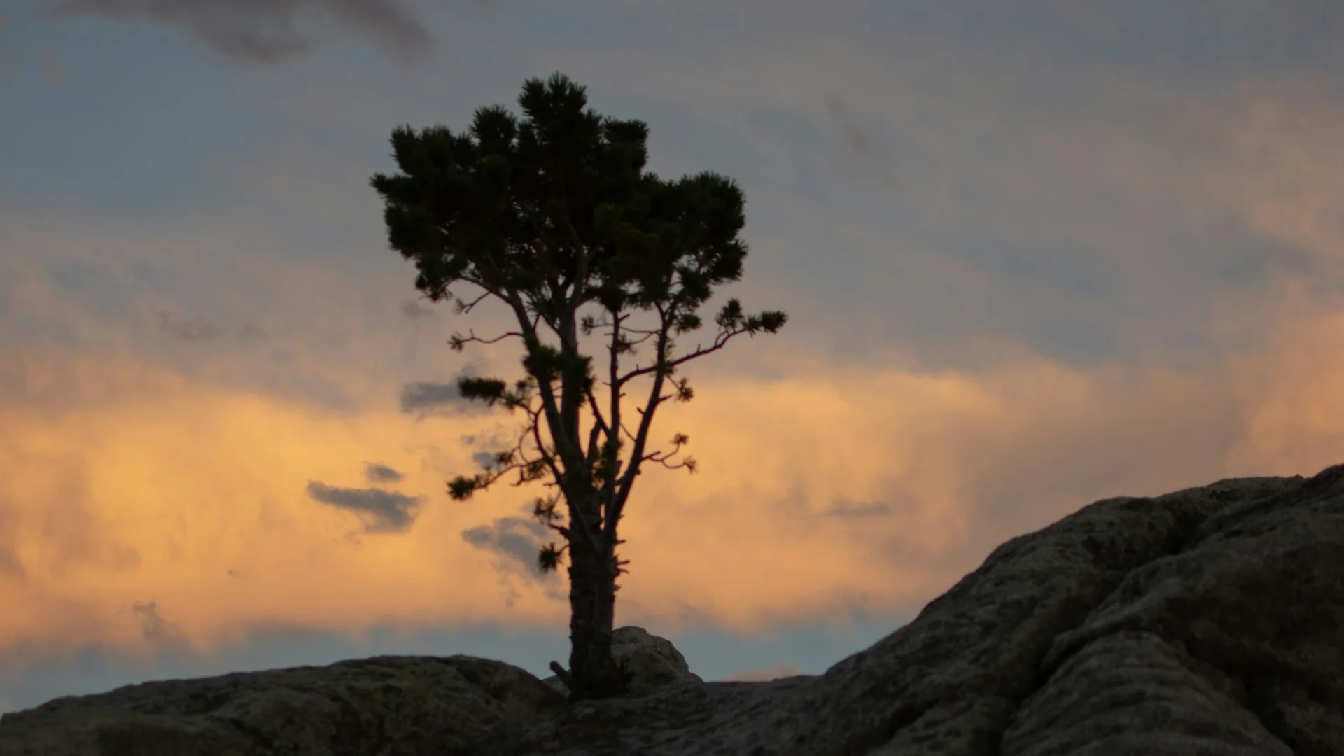 Ein einzelner Baum steht im Abendlicht auf einem Granitfelsen in City of Rocks