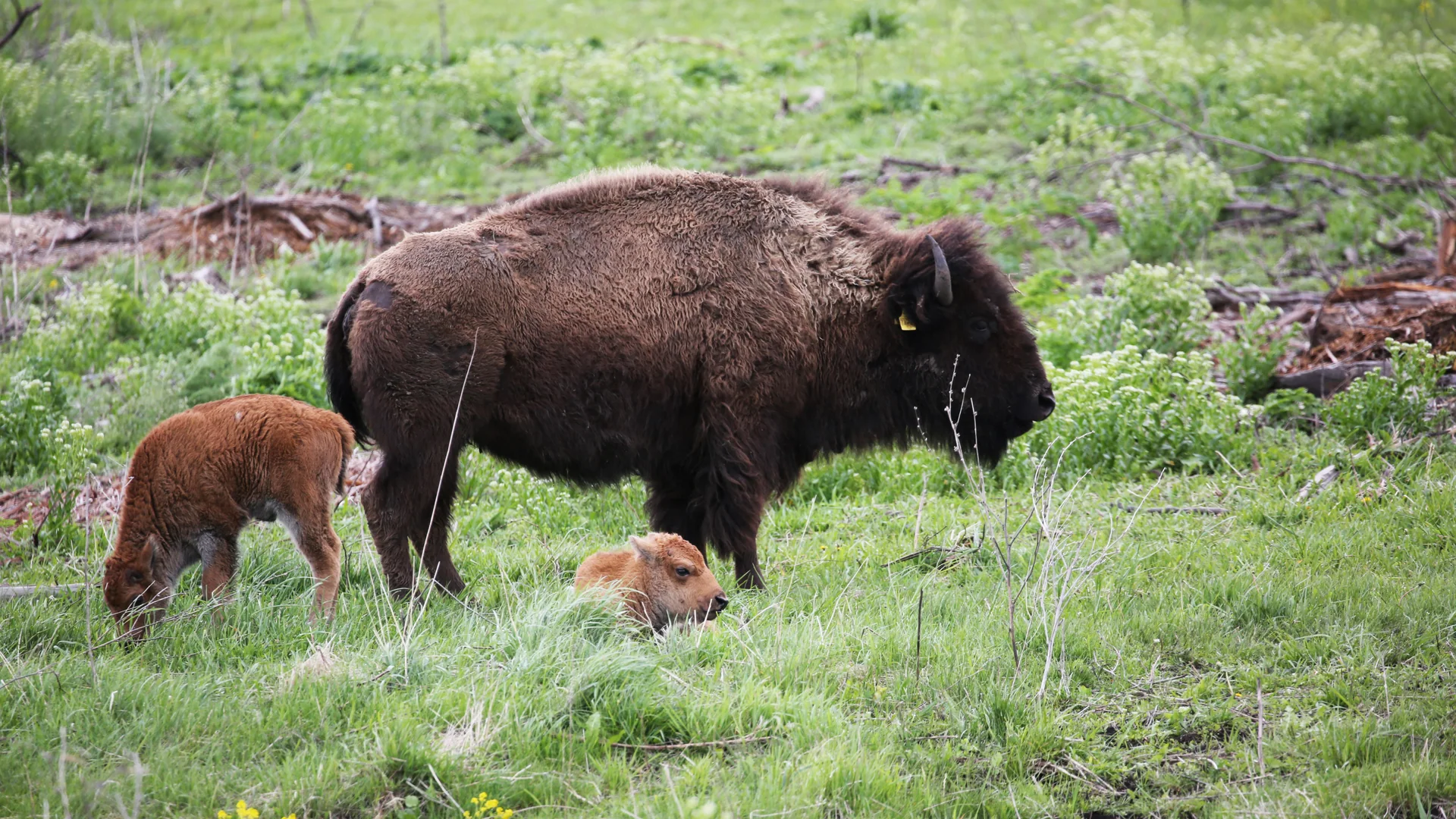 Bisonkuh und Jungtiere grasen in der Midewin National Tallgrass Prairie