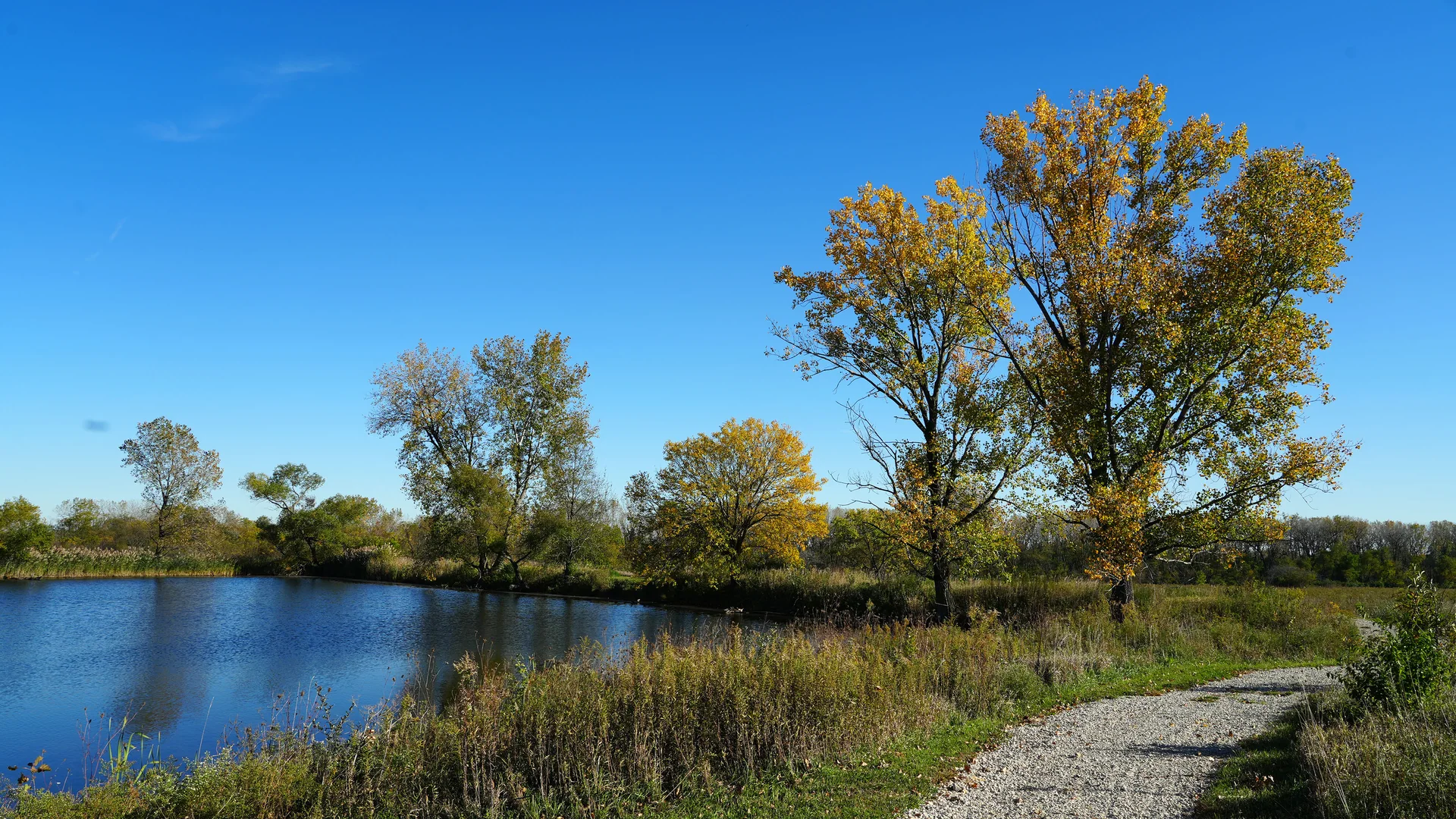 Weg durch Grasland und Feuchtgebiet in der Midewin National Tallgrass Prairie im Herbst