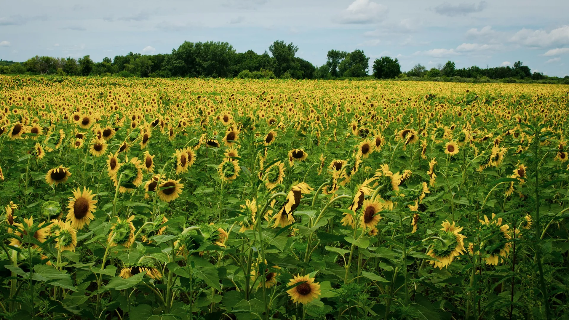 Großes Sonnenblumenfeld im Matthiessen State Park unter sommerlichem Himmel