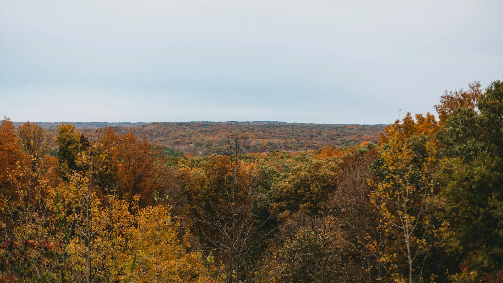Bewaldete Hügel im Brown County State Park leuchten in warmen Herbstfarben