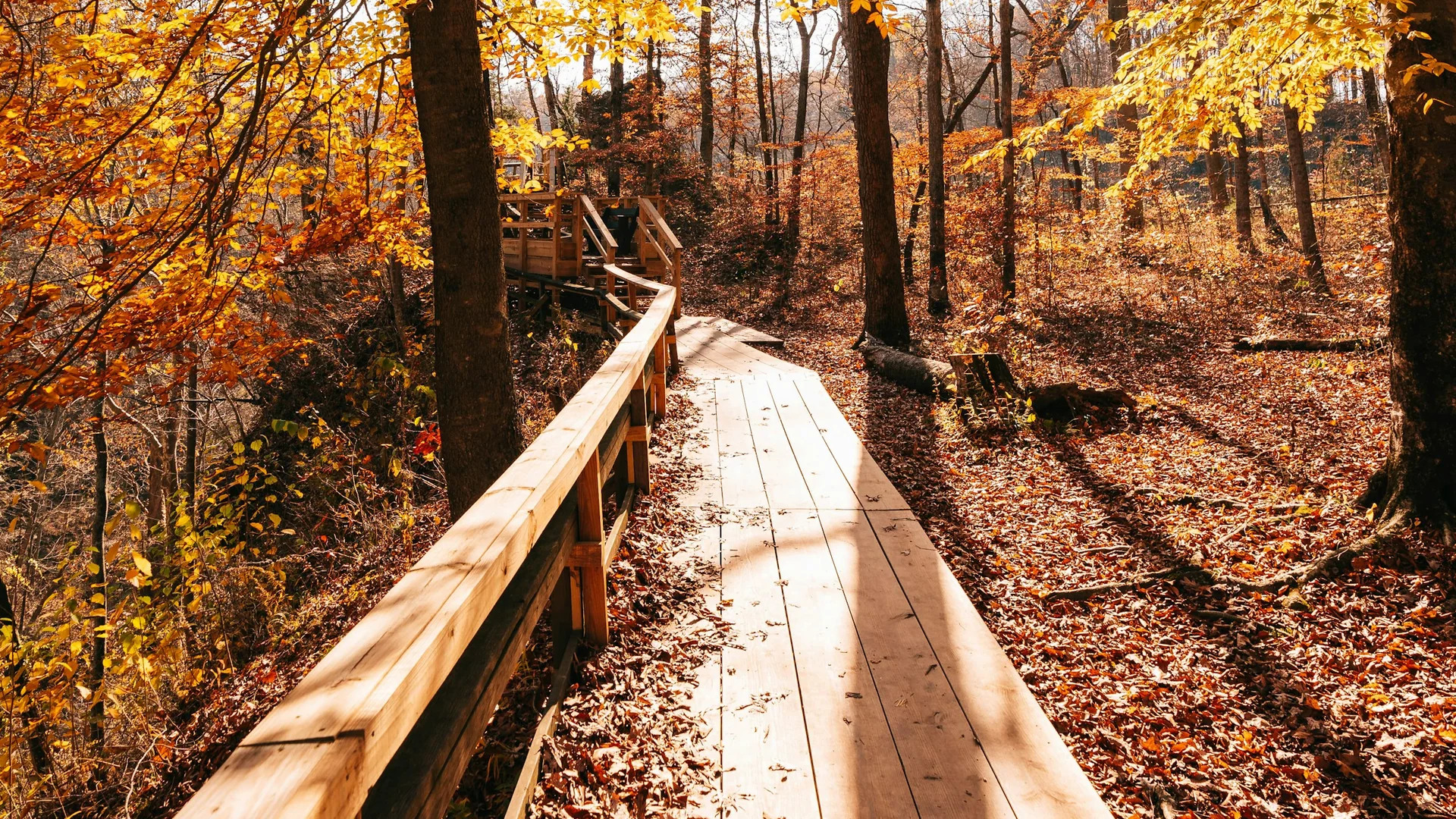 Holzsteg führt durch den orangefarbenen Herbstwald im Clifty Falls State Park