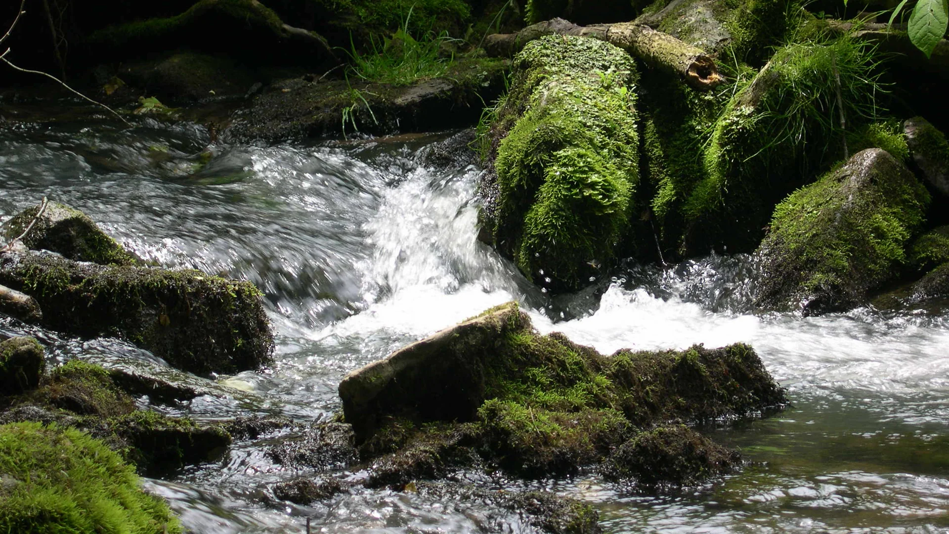 Klarer Bach fließt zwischen moosbewachsenen Steinen im Spring Mill State Park