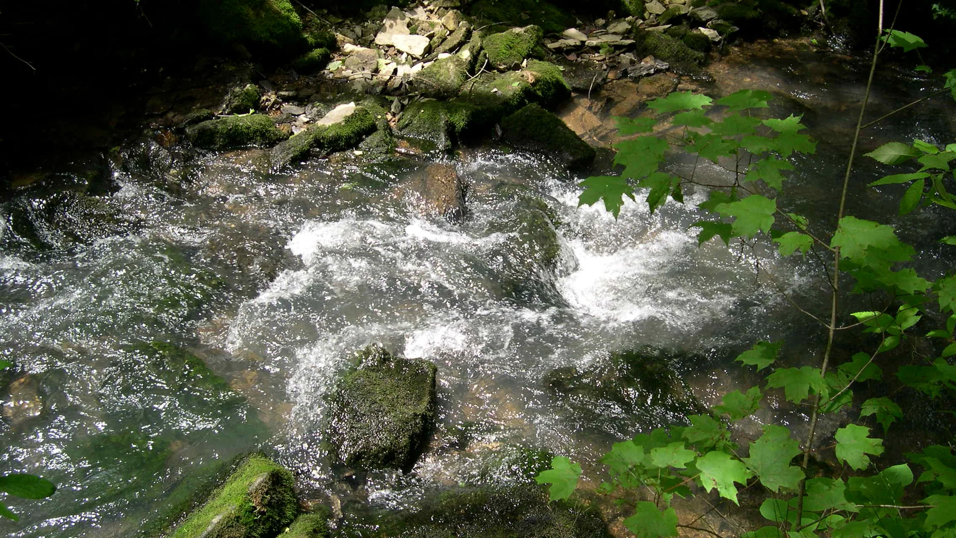 Schnell fließendes Wasser zieht durch moosbewachsenen Wald im Spring Mill State Park