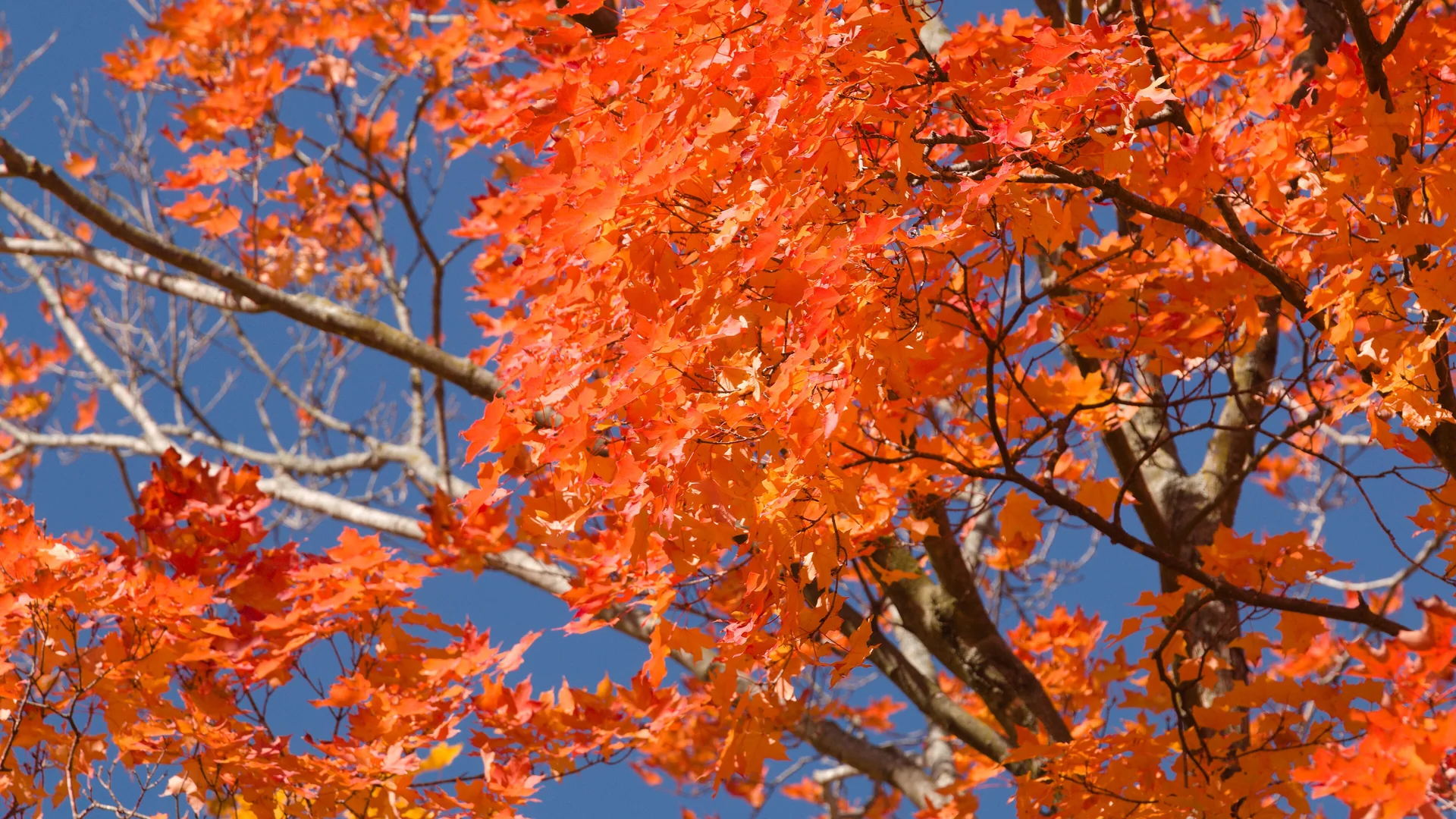 Leuchtend rotes Herbstlaub im Effigy Mounds National Monument