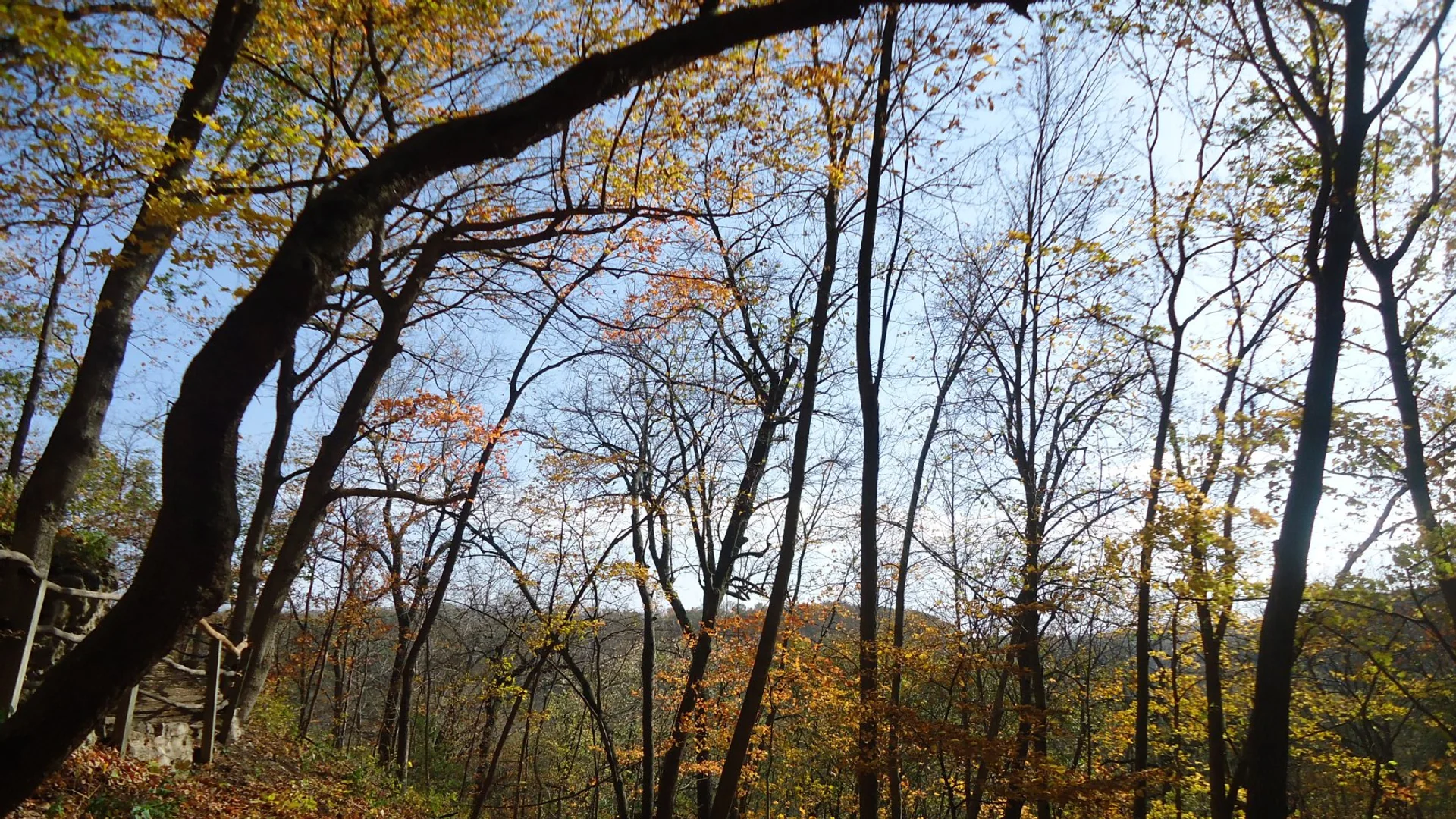 Wanderweg führt durch den herbstlichen Wald im Effigy Mounds National Monument