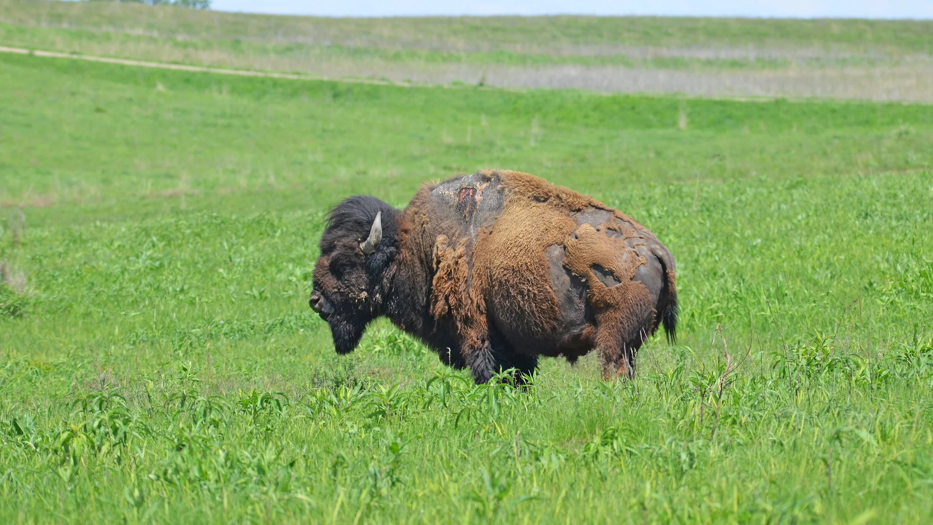 Ein Bison steht in der grünen Prärie des Neal Smith National Wildlife Refuge