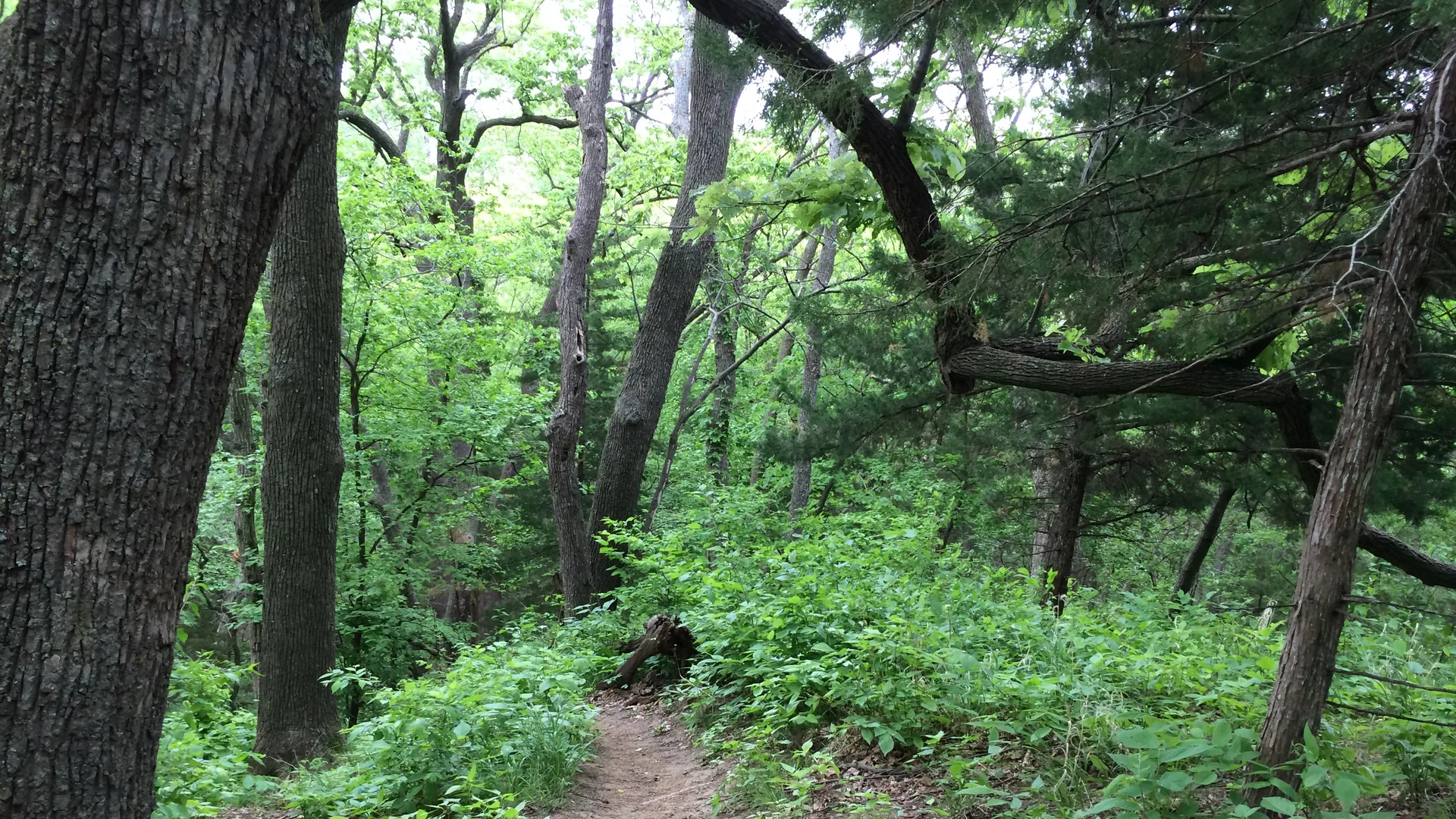 Schmaler Wanderweg führt durch dichten Laubwald im Waubonsie State Park