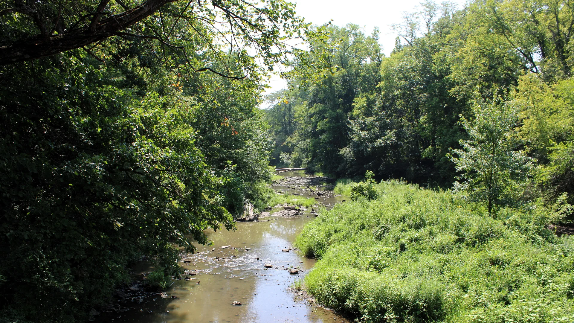Pine Creek fließt durch grünen Auenwald im Wildcat Den State Park