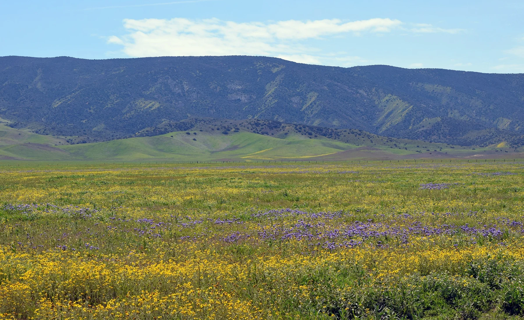 Frühlingsblumen in der Carrizo Plain vor grünen Hügeln