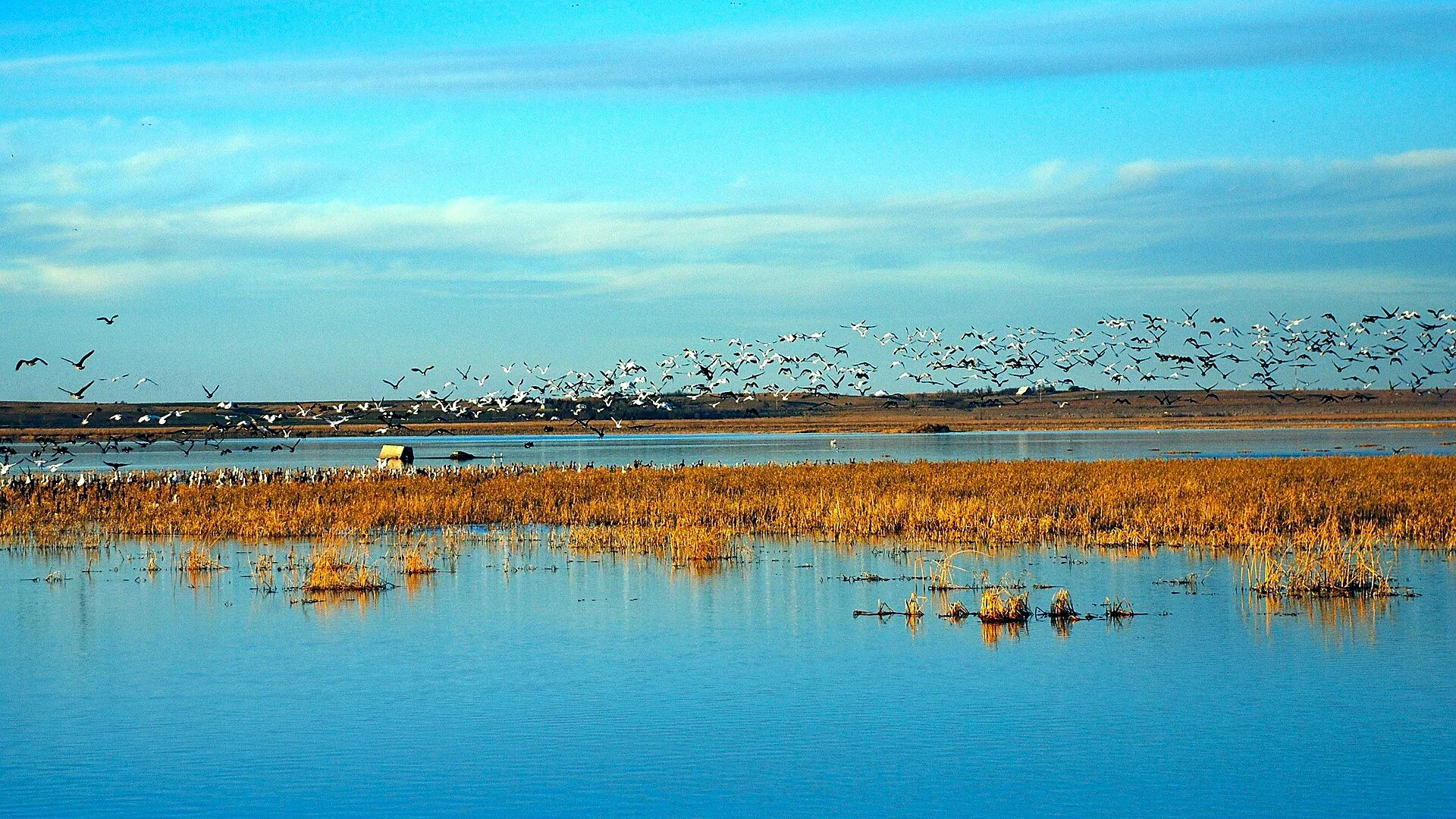 Ein großer Vogelschwarm fliegt über dem Cheyenne Bottoms Wildlife Area in Kansas