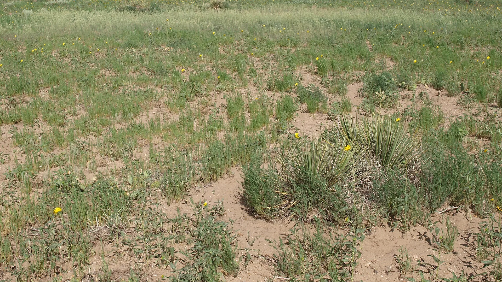 Weite Gras- und Sandebene im Cimarron National Grassland im Südwesten von Kansas