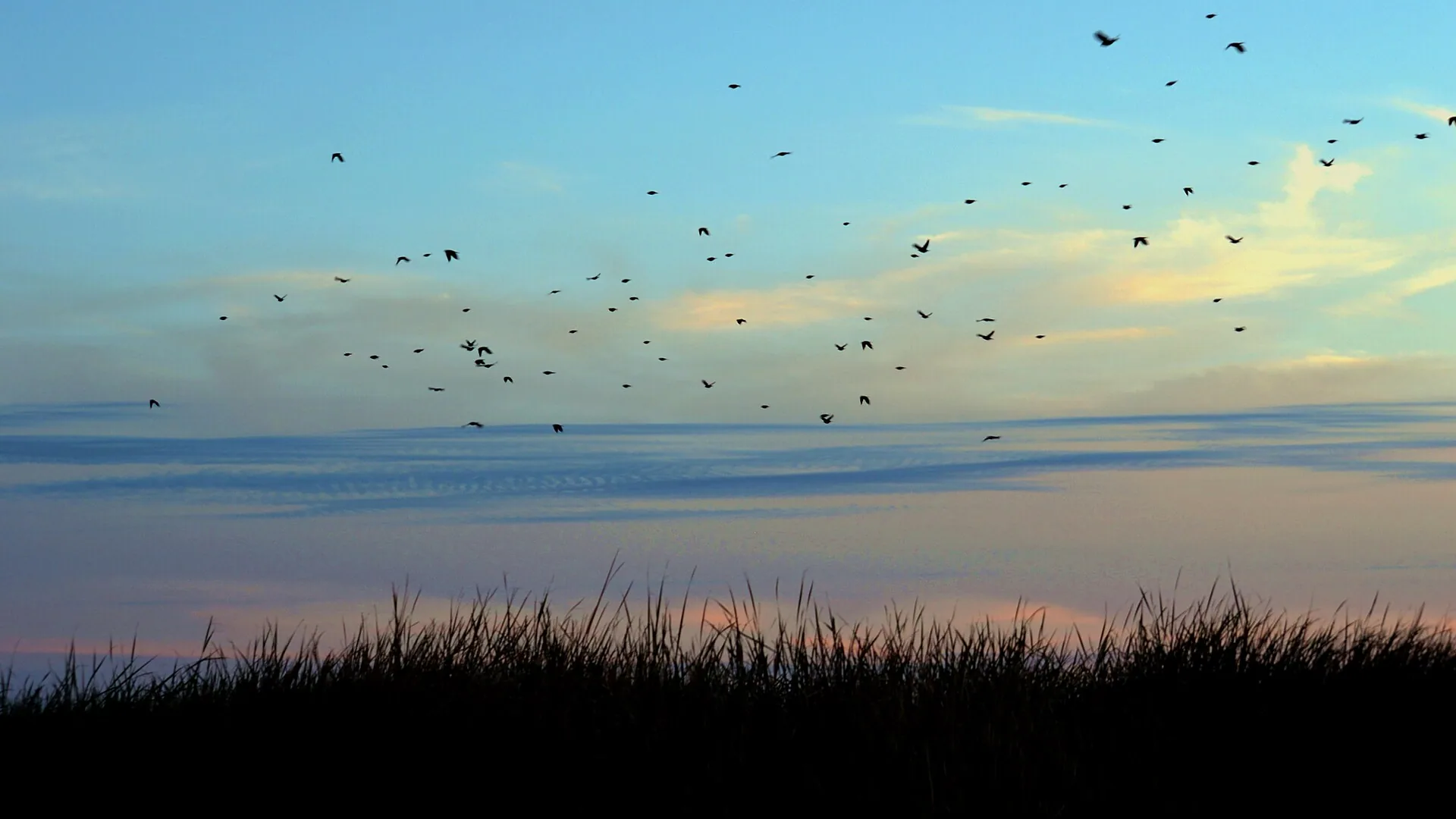 Vogelschwarm zieht im Abendlicht über die Feuchtgebiete des Quivira National Wildlife Refuge