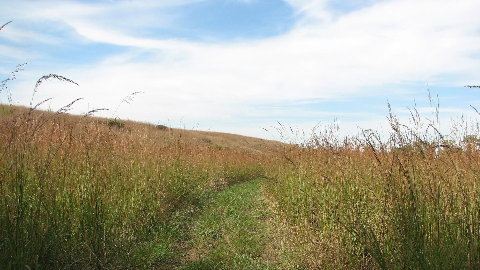 Schmaler Weg führt durch hohes Herbstgras im Tallgrass Prairie National Preserve