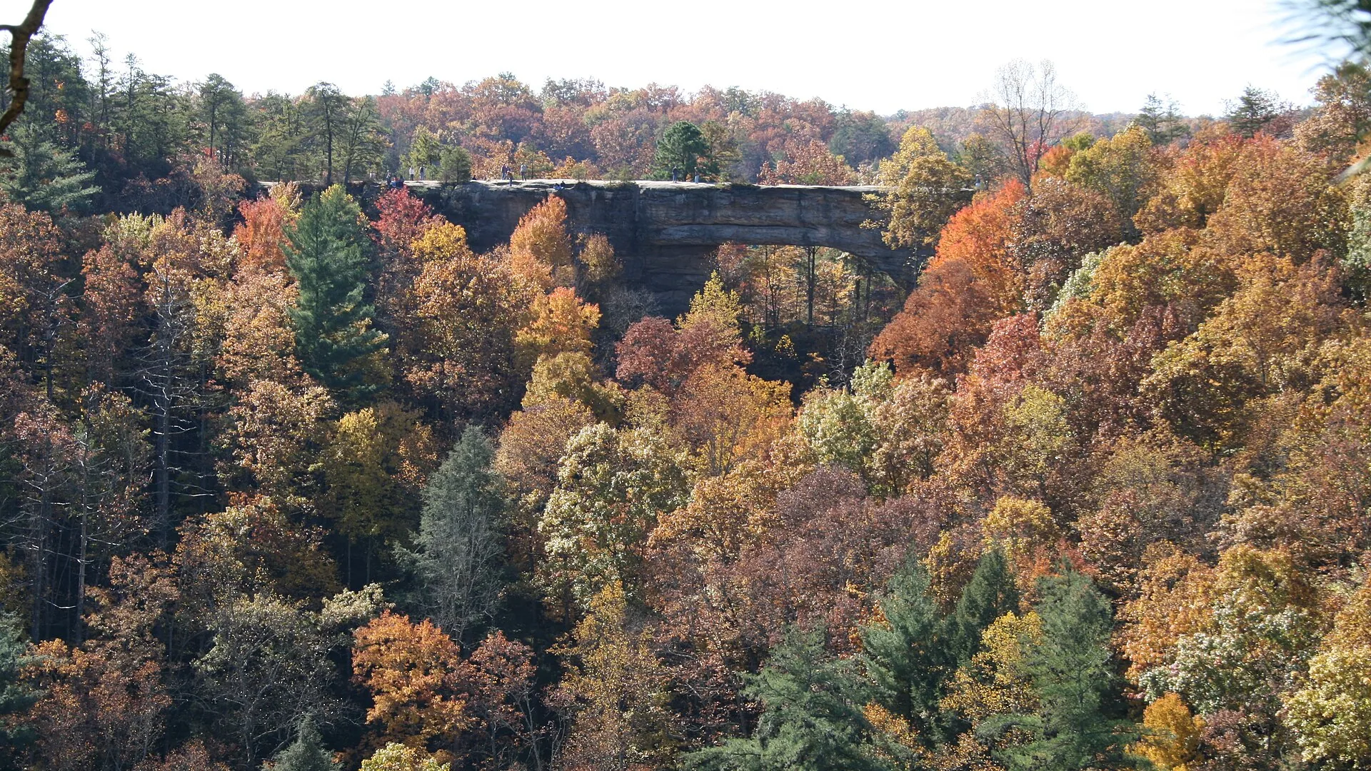 Natural Bridge erhebt sich über herbstlichem Wald im Osten Kentuckys