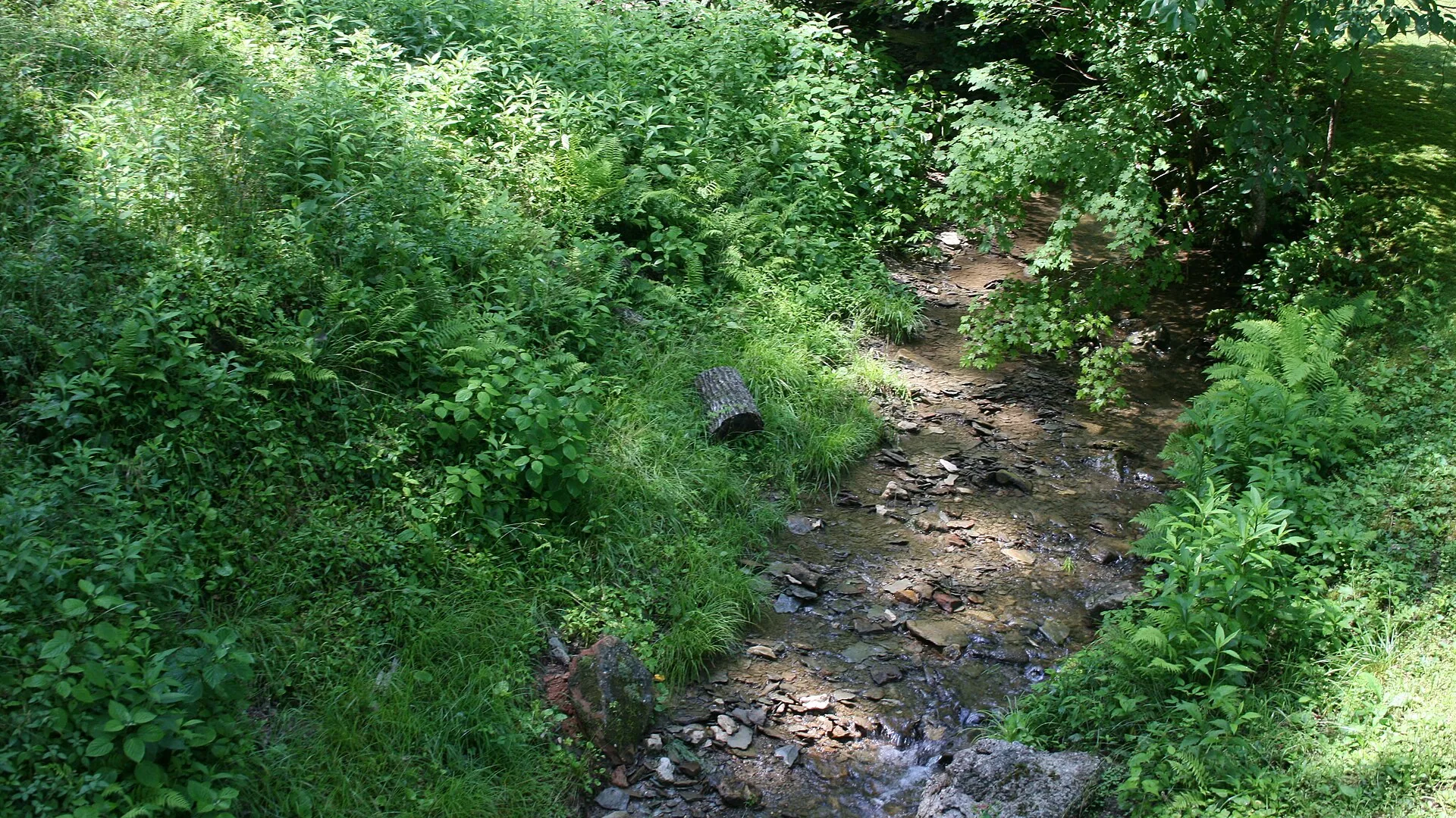 Bewaldeter Felsweg führt durch den Natural Bridge State Resort Park