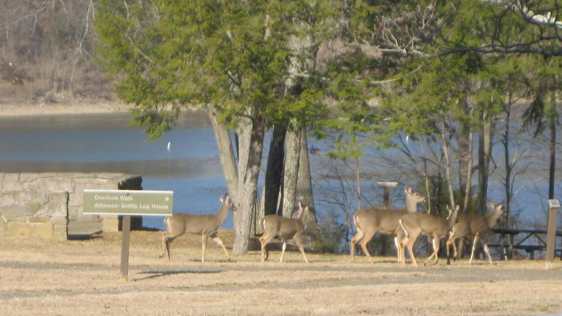 Seeufer, Bäume und Wildtiere im Green River Lake State Park